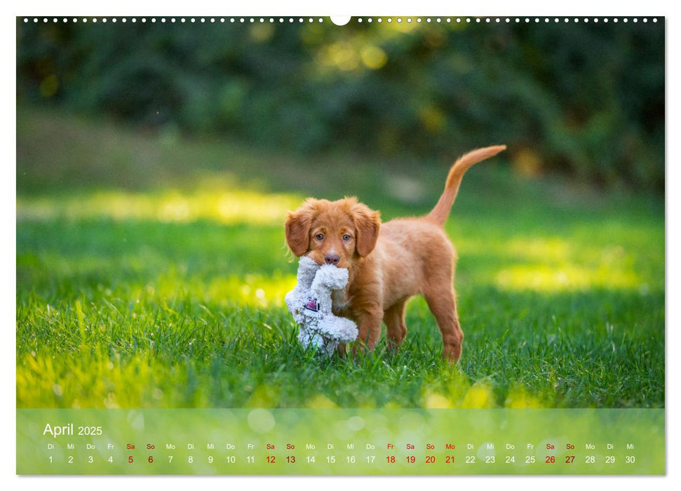 Pfotenblitzers Retriever Mit DIR hol ich die Sterne vom Himmel (CALVENDO Premium Wandkalender 2025)