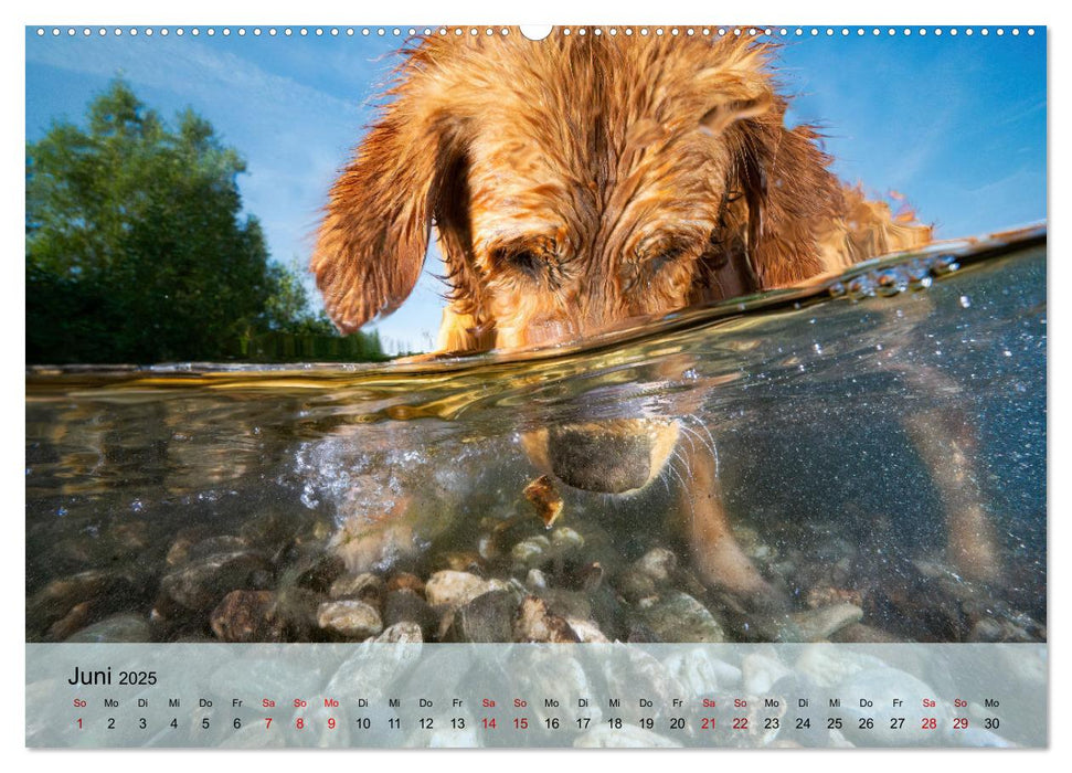 Pfotenblitzers Retriever Mit DIR hol ich die Sterne vom Himmel (CALVENDO Premium Wandkalender 2025)