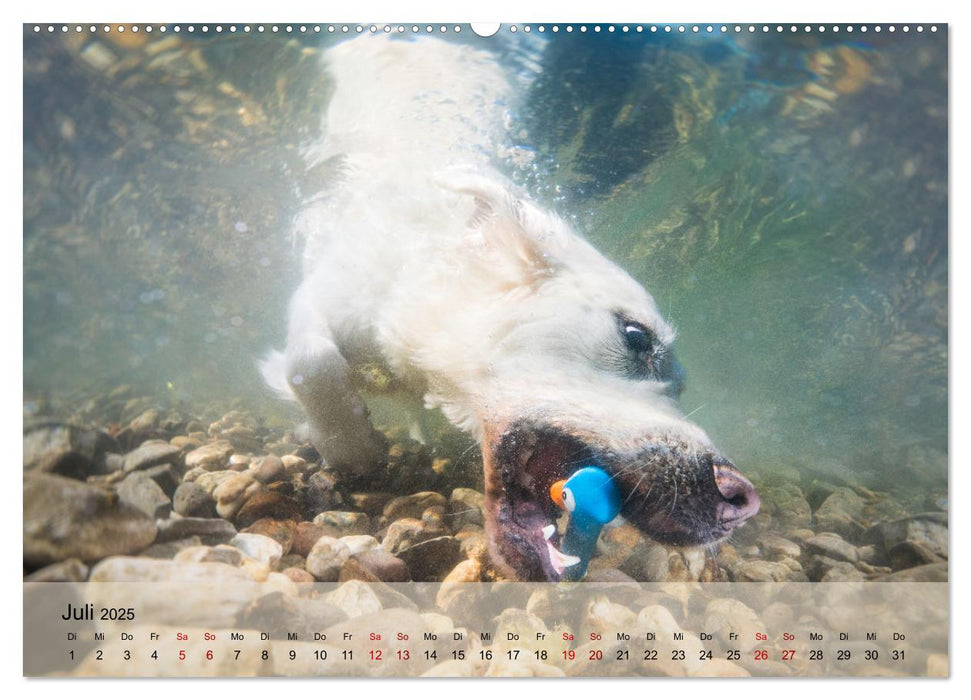 Pfotenblitzers Retriever Mit DIR hol ich die Sterne vom Himmel (CALVENDO Premium Wandkalender 2025)