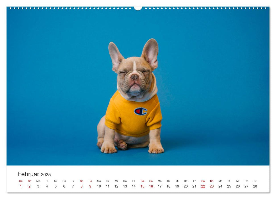 Die Bulldogge Henry (CALVENDO Premium Wandkalender 2025)