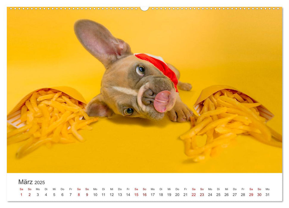 Die Bulldogge Henry (CALVENDO Premium Wandkalender 2025)