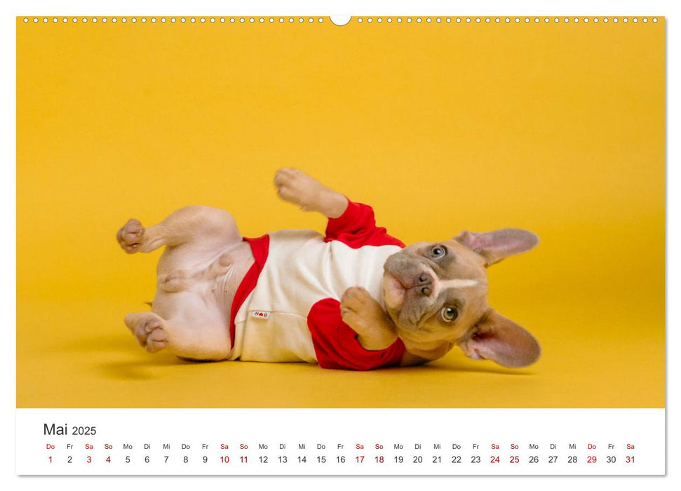 Die Bulldogge Henry (CALVENDO Premium Wandkalender 2025)