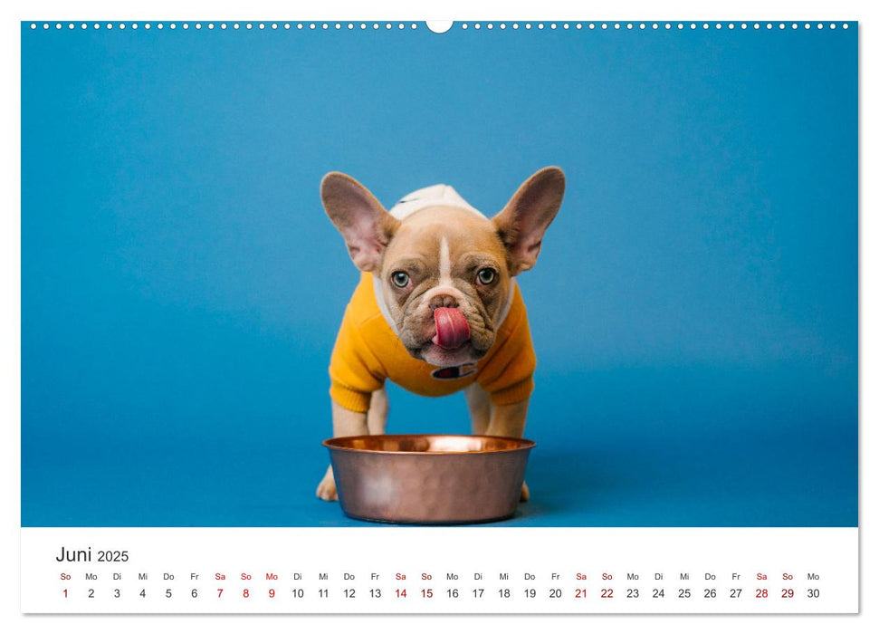 Die Bulldogge Henry (CALVENDO Premium Wandkalender 2025)