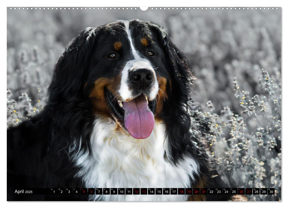 Berner Sennenhunde - Faszinierende Herzensbrecher (CALVENDO Wandkalender 2025)