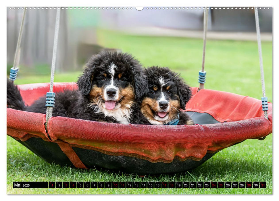 Berner Sennenhunde - Faszinierende Herzensbrecher (CALVENDO Wandkalender 2025)