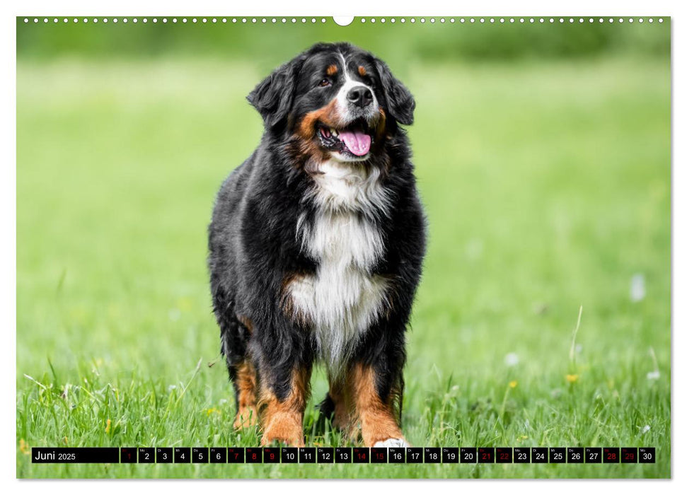 Berner Sennenhunde - Faszinierende Herzensbrecher (CALVENDO Wandkalender 2025)