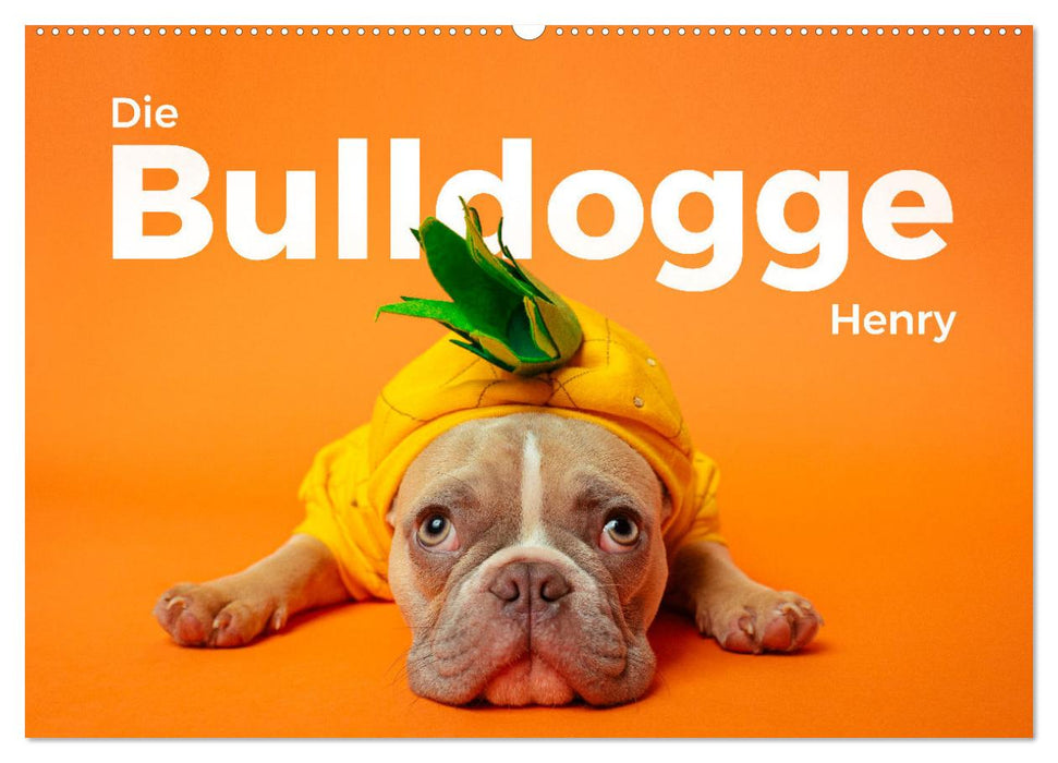 Die Bulldogge Henry (CALVENDO Wandkalender 2025)