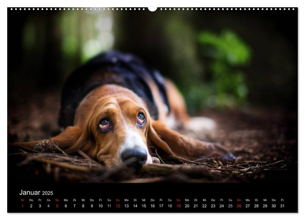 Der Basset, eine LANGE und besondere Liebe (CALVENDO Premium Wandkalender 2025)