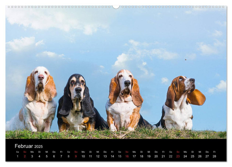 Der Basset, eine LANGE und besondere Liebe (CALVENDO Premium Wandkalender 2025)