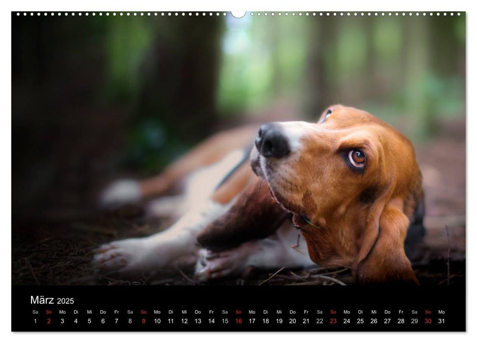 Der Basset, eine LANGE und besondere Liebe (CALVENDO Premium Wandkalender 2025)