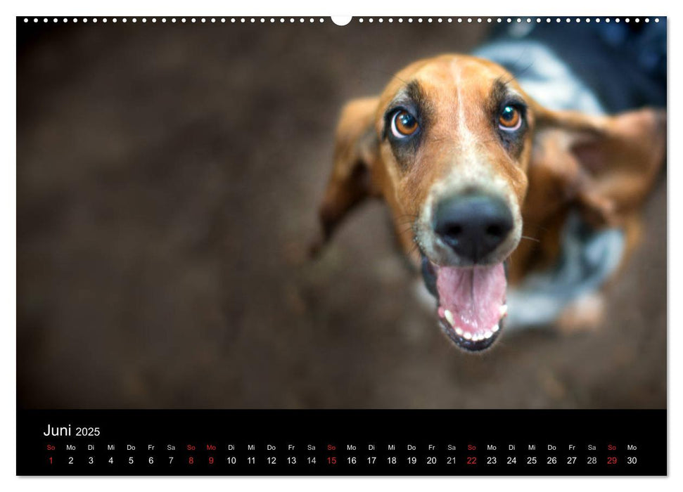 Der Basset, eine LANGE und besondere Liebe (CALVENDO Premium Wandkalender 2025)