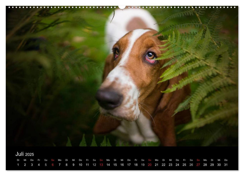 Der Basset, eine LANGE und besondere Liebe (CALVENDO Premium Wandkalender 2025)