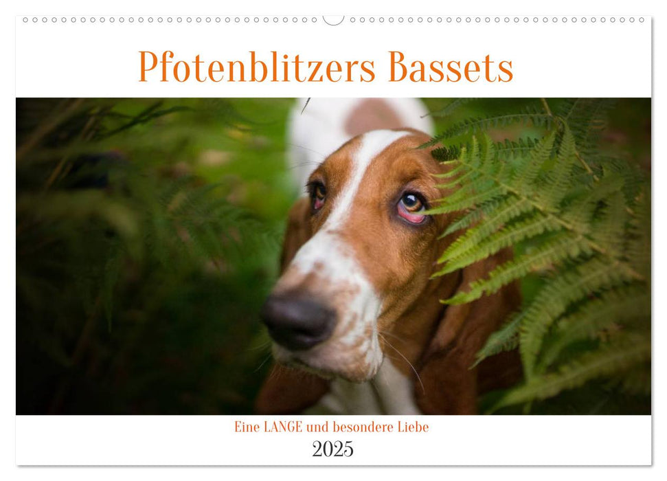 Der Basset, eine LANGE und besondere Liebe (CALVENDO Wandkalender 2025)