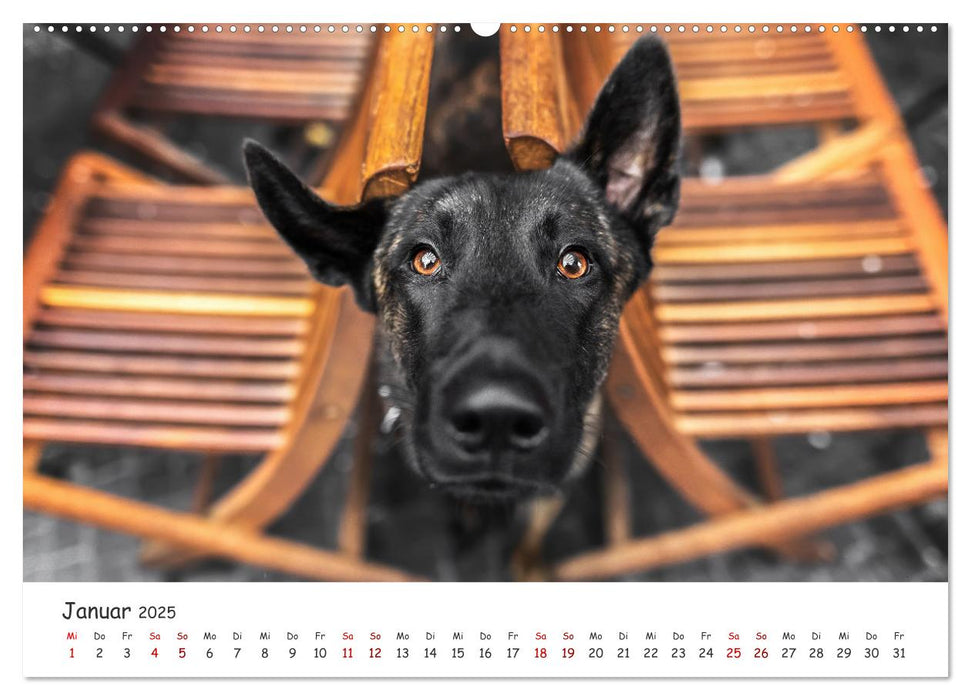 Berlin City Dogs (CALVENDO Wandkalender 2025)