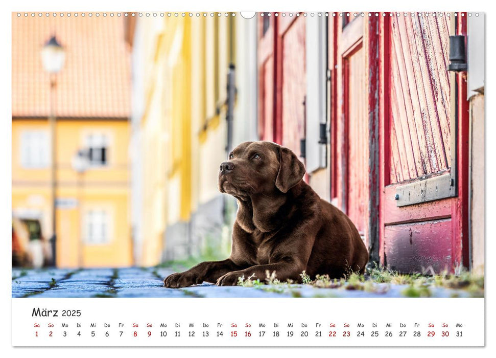 Berlin City Dogs - Berliner Hunde (CALVENDO Wandkalender 2025)