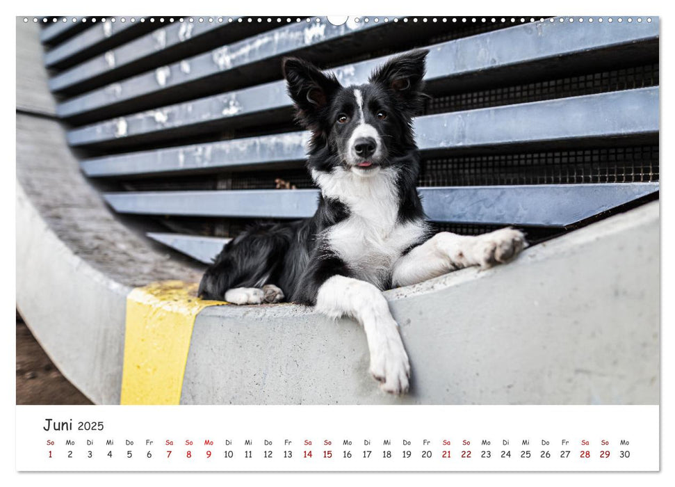 Berlin City Dogs - Berliner Hunde (CALVENDO Wandkalender 2025)