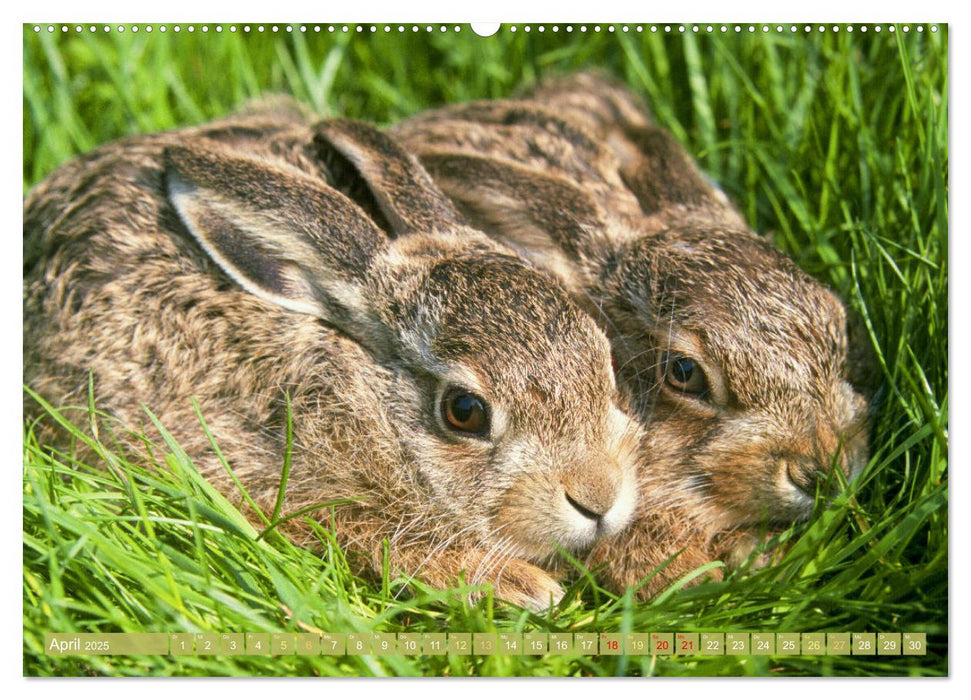 Wald-Kindergarten: Tierkinder im Wald (CALVENDO Wandkalender 2025)