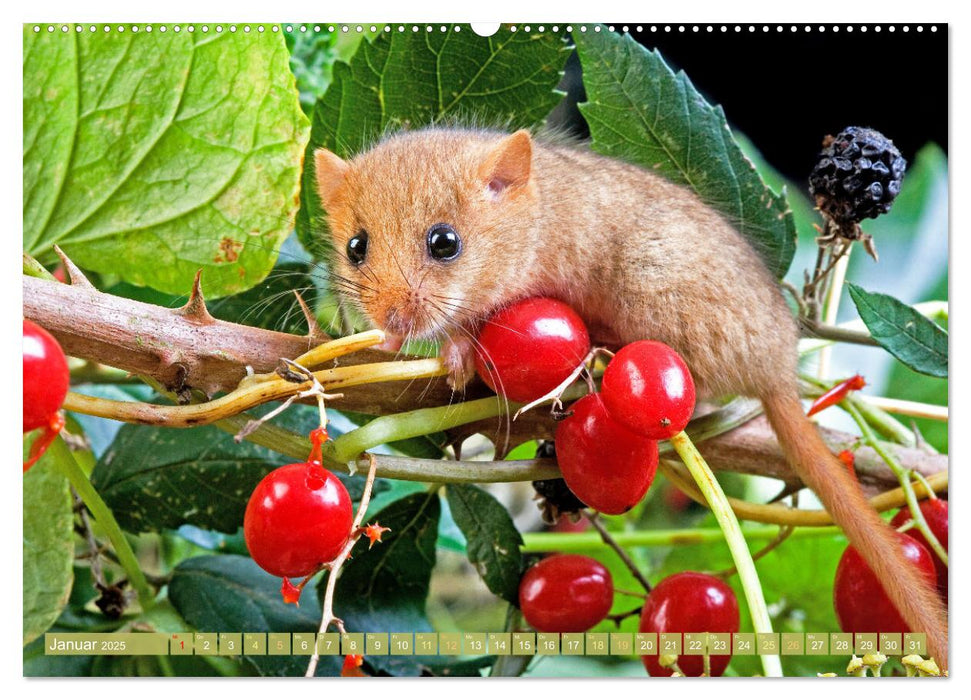 Wald-Kindergarten: Tierkinder im Wald (CALVENDO Premium Wandkalender 2025)