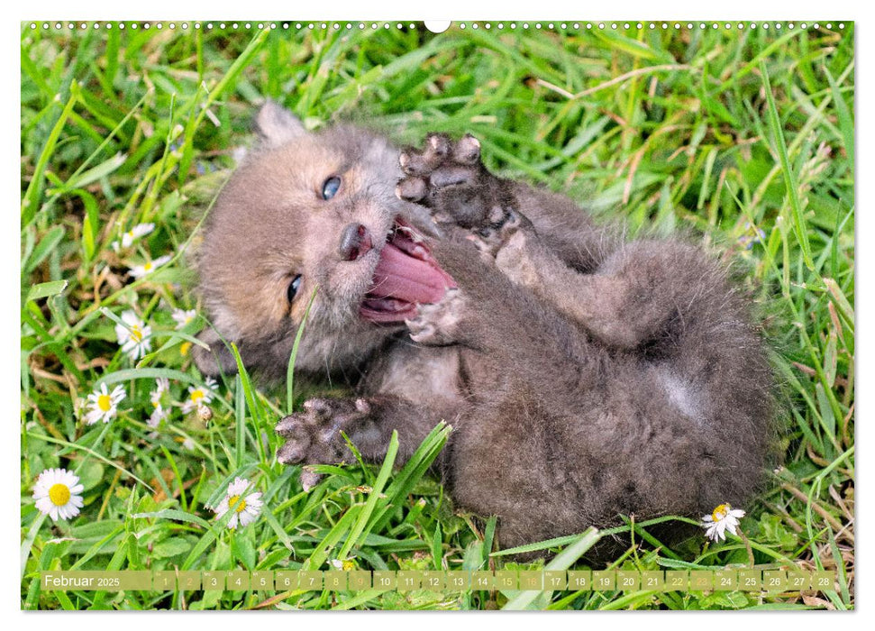 Wald-Kindergarten: Tierkinder im Wald (CALVENDO Premium Wandkalender 2025)