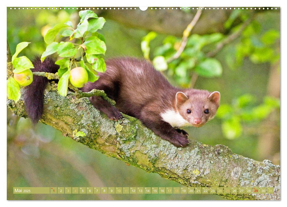 Wald-Kindergarten: Tierkinder im Wald (CALVENDO Premium Wandkalender 2025)