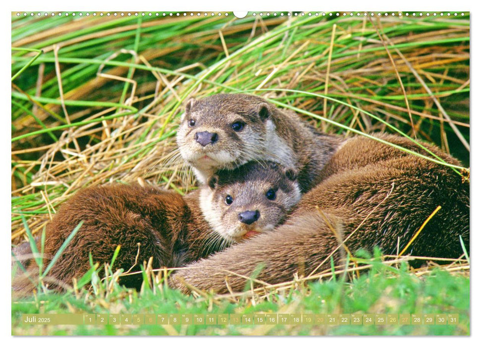 Wald-Kindergarten: Tierkinder im Wald (CALVENDO Premium Wandkalender 2025)