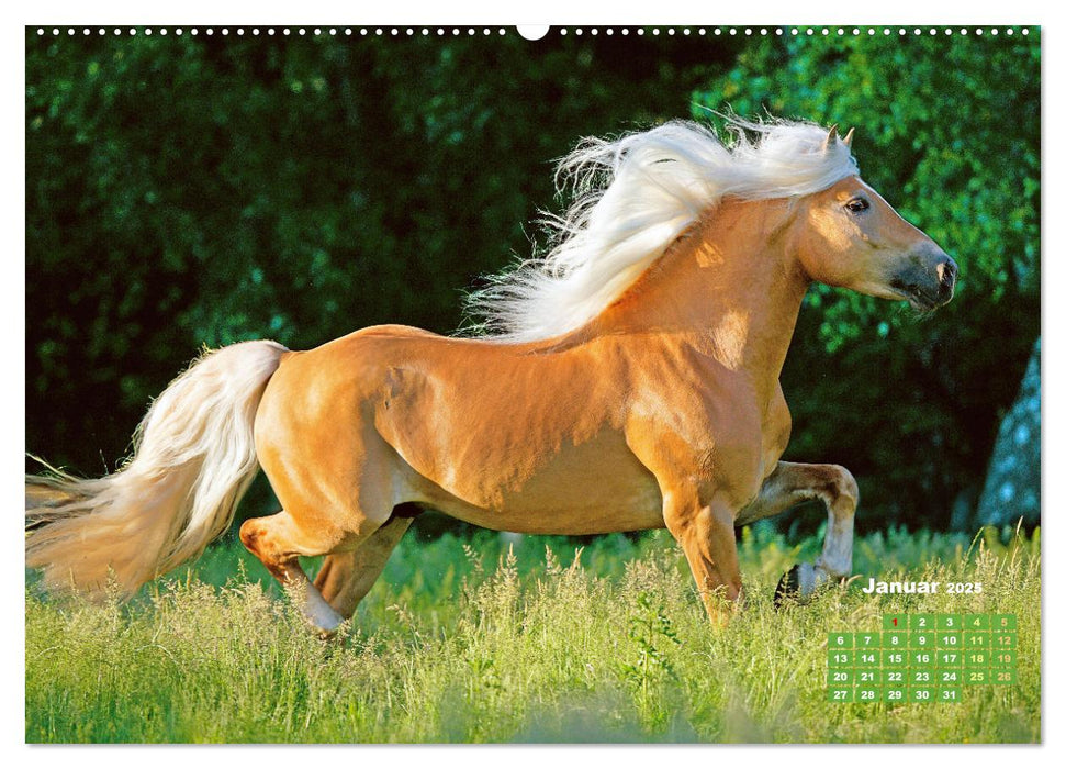 Haflinger: Die blonden Pferde von der Alm (CALVENDO Premium Wandkalender 2025)