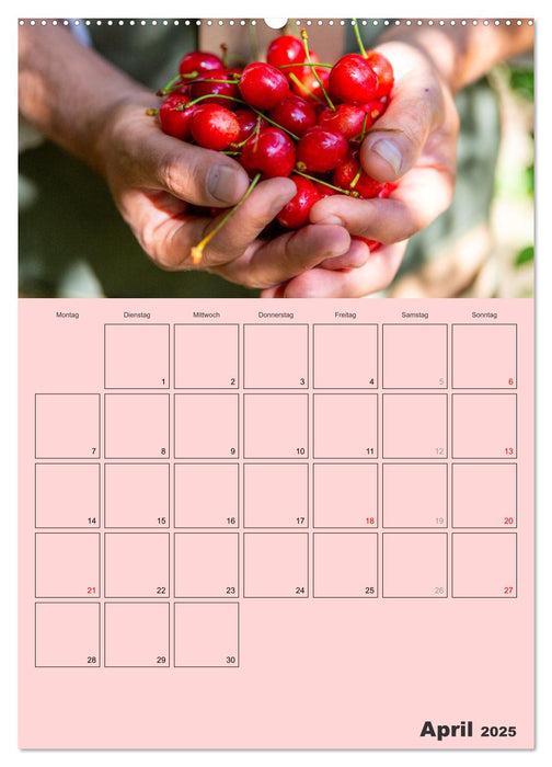 Obst Kalender - GESUND DURCH DAS JAHR (CALVENDO Wandkalender 2025)