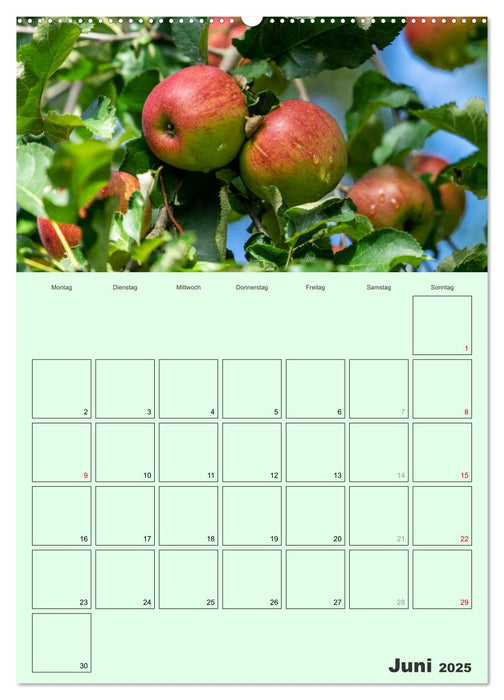 Obst Kalender - GESUND DURCH DAS JAHR (CALVENDO Wandkalender 2025)