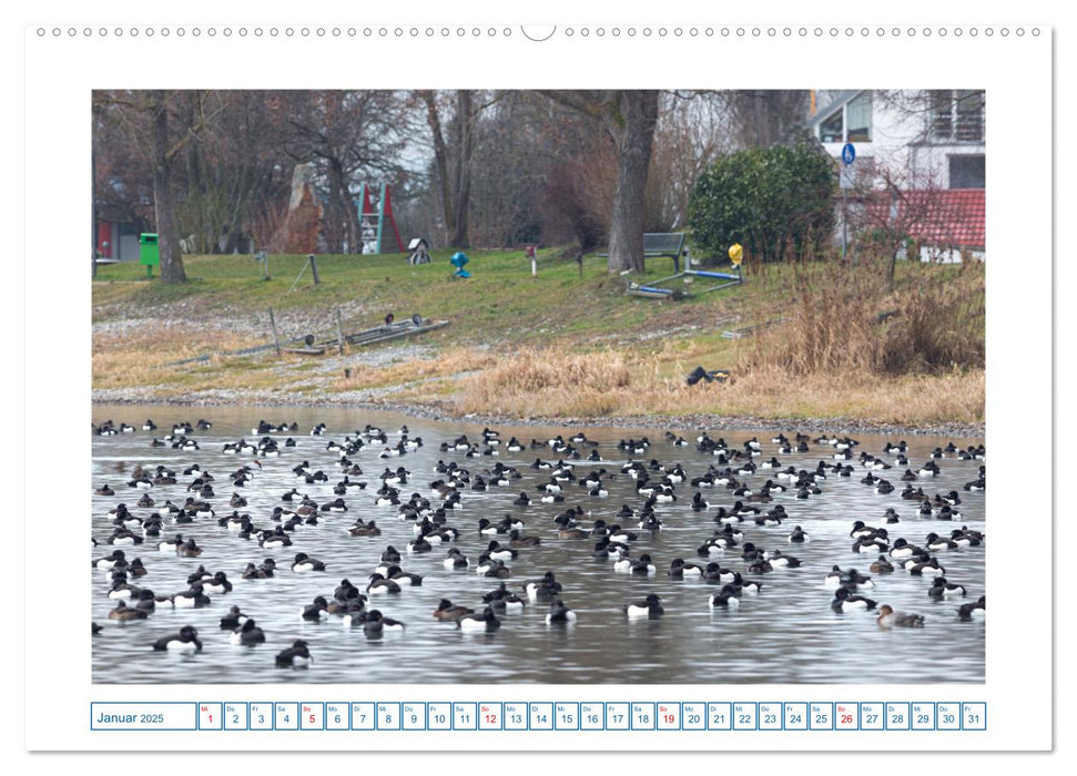 Allensbach am Bodensee (CALVENDO Premium Wandkalender 2025)