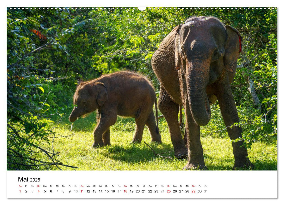 Urlaub in Sri Lanka - Reise durch Asien, Kultur und Natur (CALVENDO Wandkalender 2025)