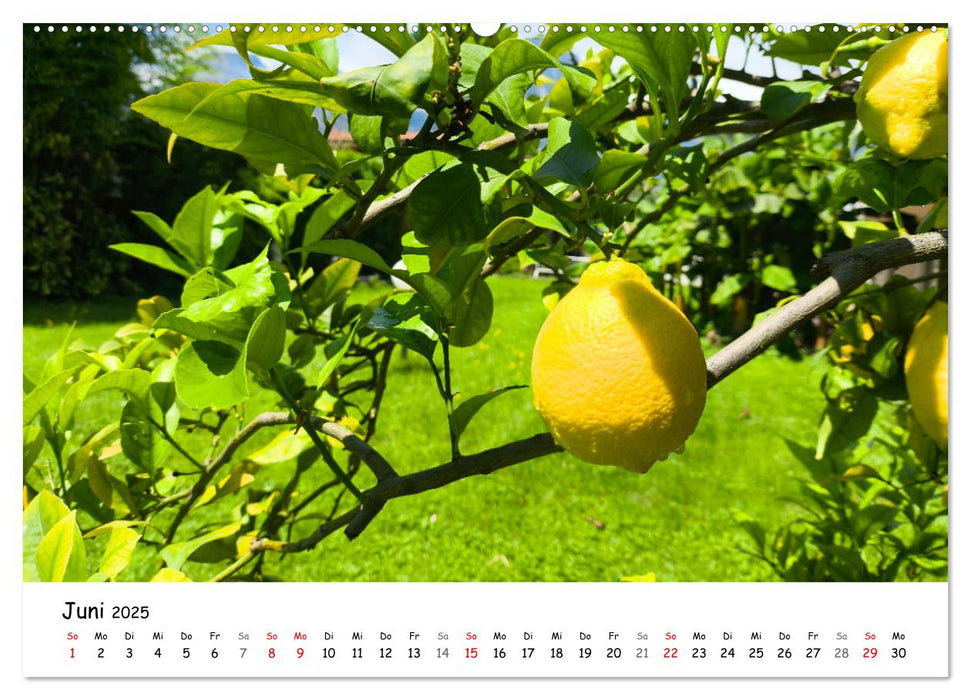 Limone sul Garda - Die Heimat der Zitrone am Gardasee (CALVENDO Wandkalender 2025)