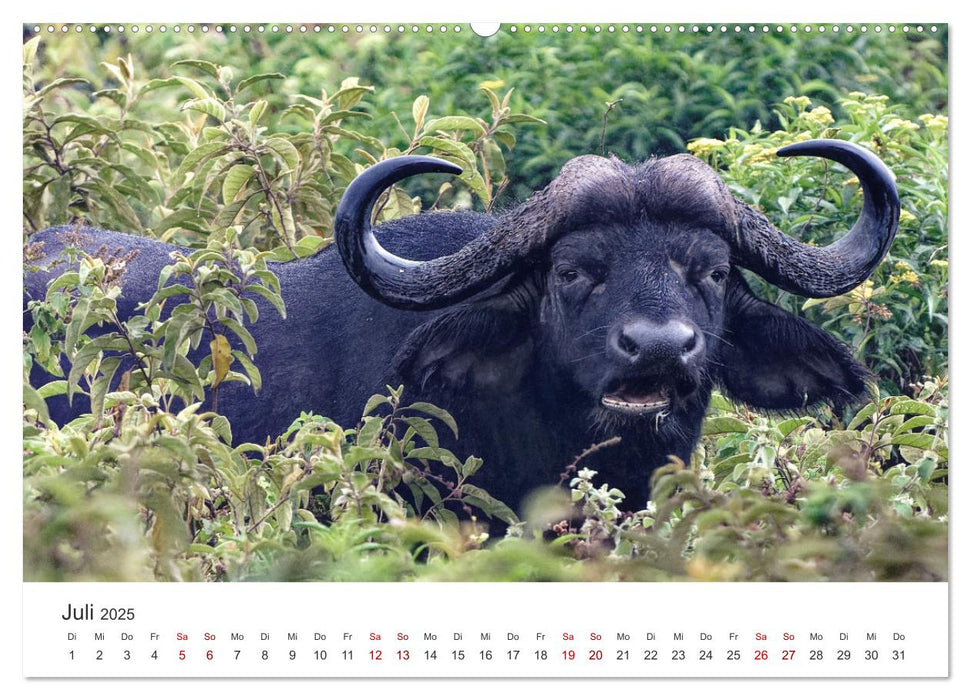 Tier Portraits Tansania (CALVENDO Premium Wandkalender 2025)