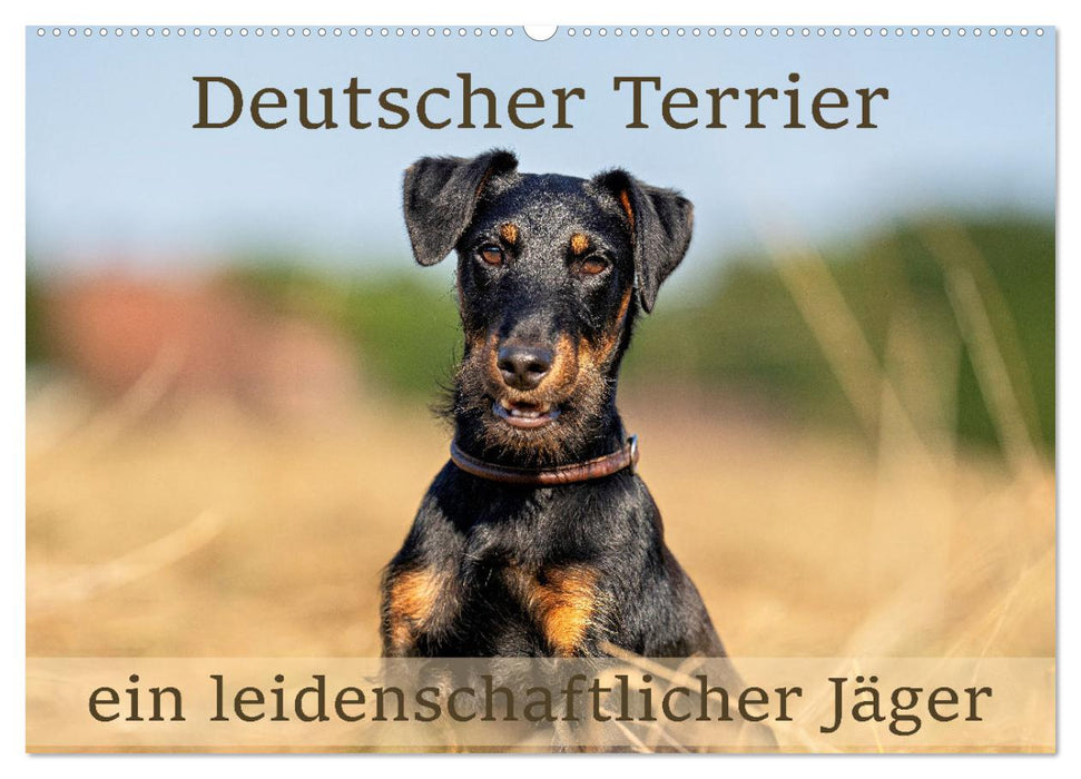 Deutscher Terrier - ein leidenschaftlicher Jäger (CALVENDO Wandkalender 2025)