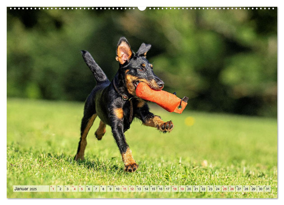 Deutscher Terrier - ein leidenschaftlicher Jäger (CALVENDO Wandkalender 2025)