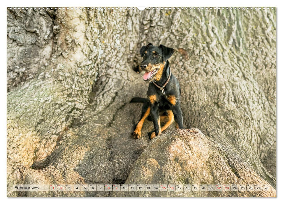 Deutscher Terrier - ein leidenschaftlicher Jäger (CALVENDO Wandkalender 2025)