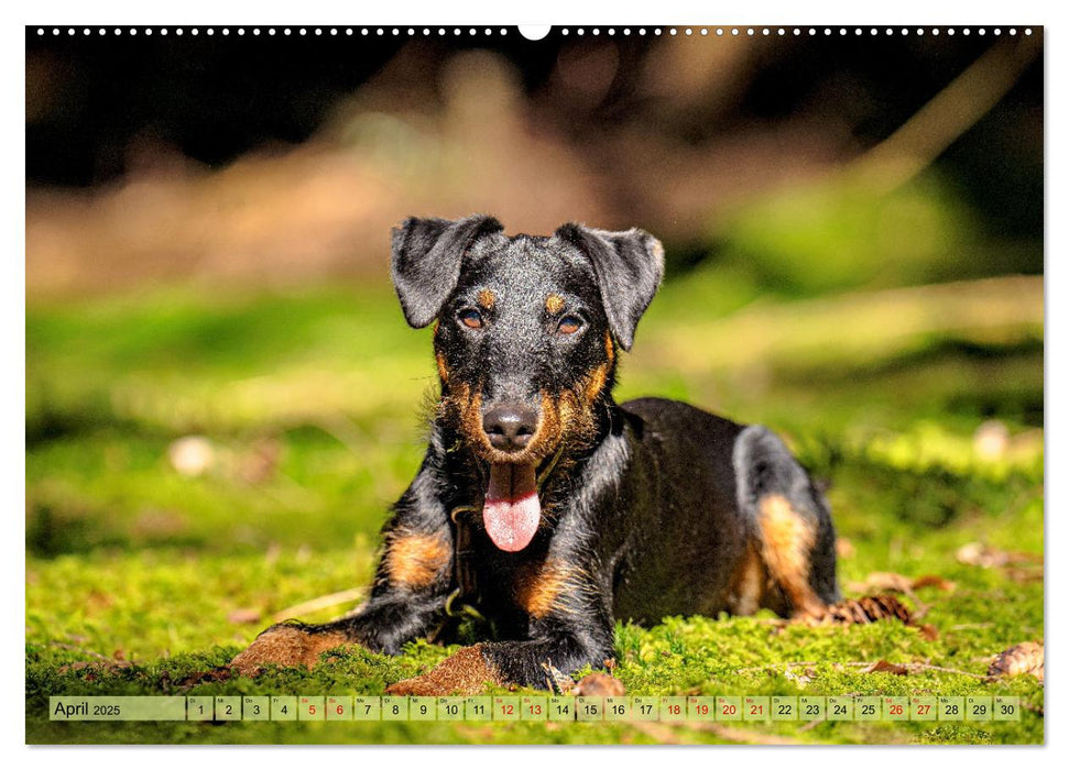 Deutscher Terrier - ein leidenschaftlicher Jäger (CALVENDO Wandkalender 2025)