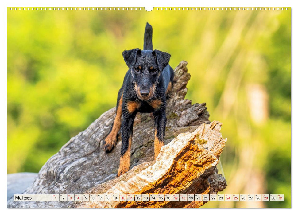 Deutscher Terrier - ein leidenschaftlicher Jäger (CALVENDO Wandkalender 2025)