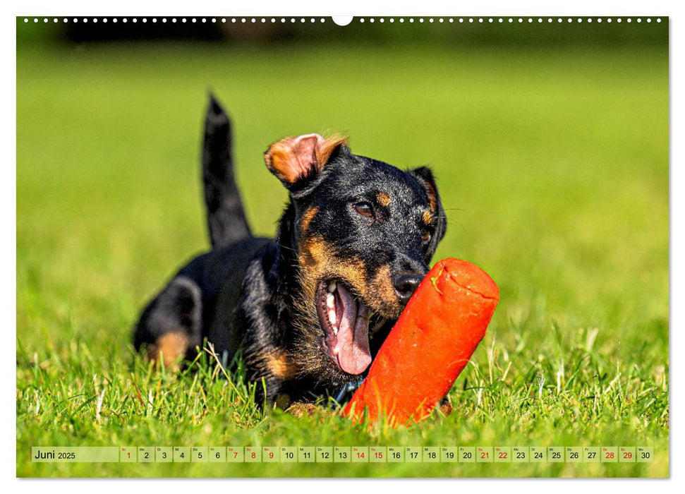 Deutscher Terrier - ein leidenschaftlicher Jäger (CALVENDO Wandkalender 2025)