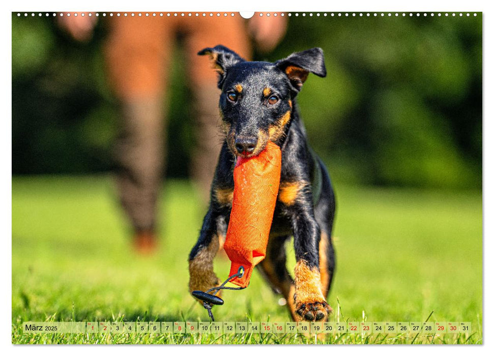 Deutscher Terrier - ein leidenschaftlicher Jäger (CALVENDO Premium Wandkalender 2025)