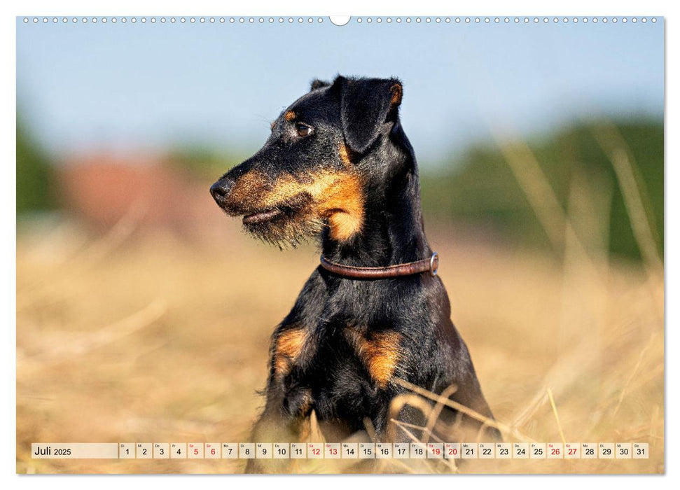 Deutscher Terrier - ein leidenschaftlicher Jäger (CALVENDO Premium Wandkalender 2025)