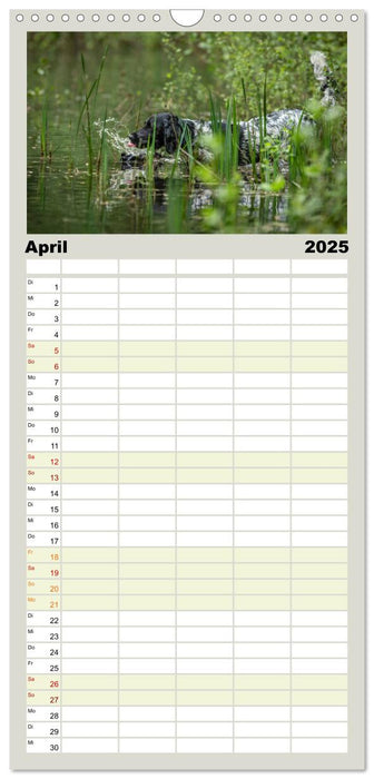 Treue Jagdgefährten - Jagdhunderassen im Portrait (CALVENDO Familienplaner 2025)