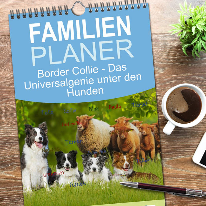 Border Collie - Das Universalgenie unter den Hunden (CALVENDO Familienplaner 2025)