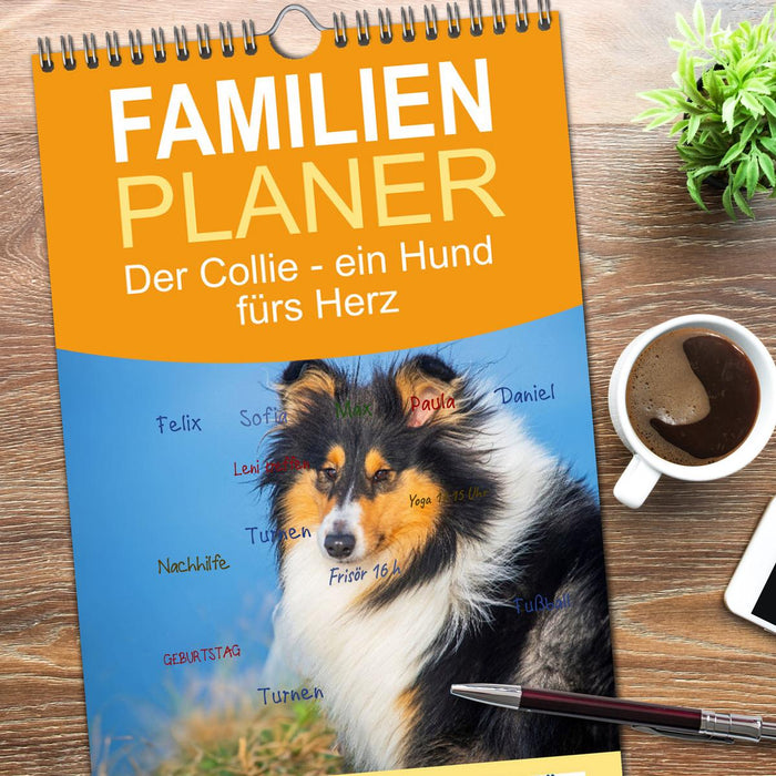 Der Collie - ein Hund fürs Herz (CALVENDO Familienplaner 2025)