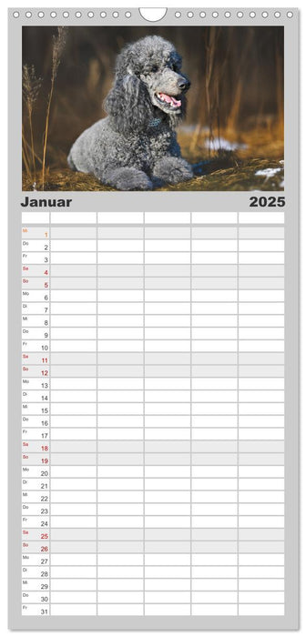 Pudel - Glück auf vier Pfoten (CALVENDO Familienplaner 2025)