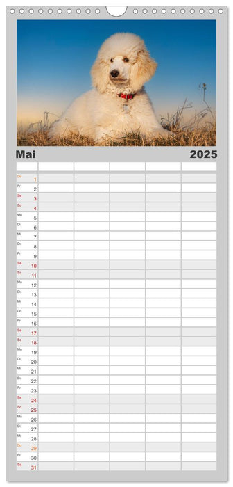 Pudel - Glück auf vier Pfoten (CALVENDO Familienplaner 2025)