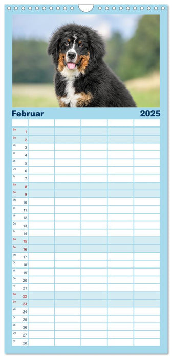 Berner Sennenhunde - Faszinierende Herzensbrecher (CALVENDO Familienplaner 2025)