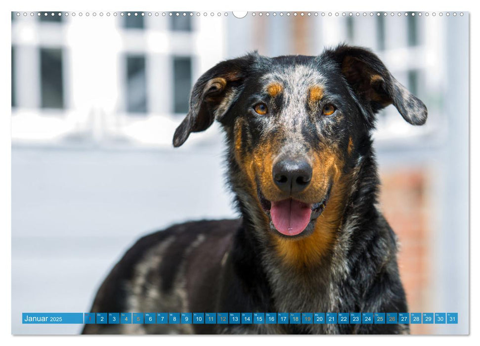 Der Beauceron (CALVENDO Wandkalender 2025)