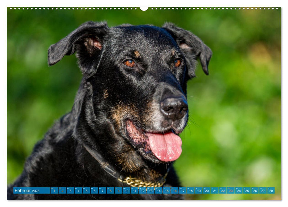 Der Beauceron (CALVENDO Wandkalender 2025)