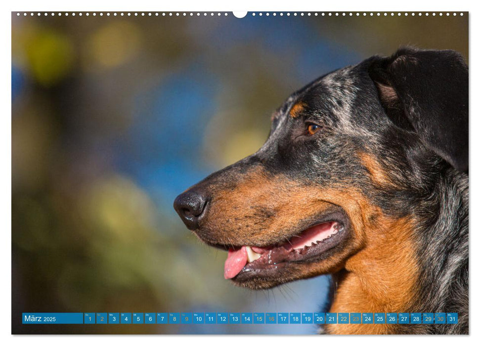 Der Beauceron (CALVENDO Wandkalender 2025)