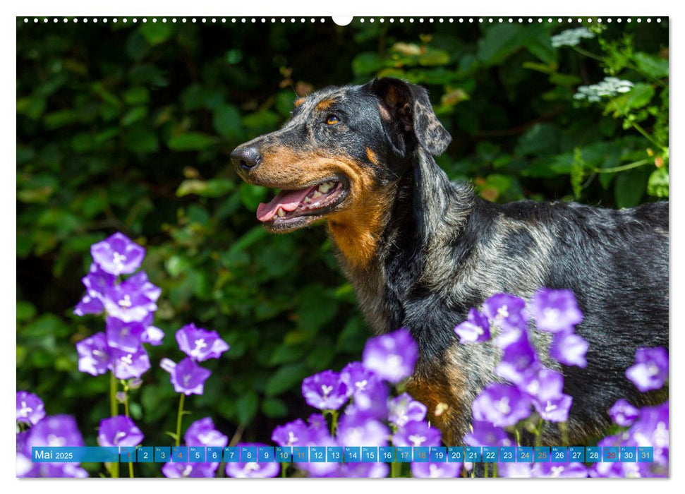 Der Beauceron (CALVENDO Wandkalender 2025)